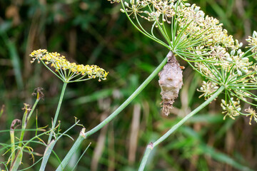 Bagworm (Oiketicus kirbyi) hanging on fennel flower brench