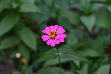 Bright pink zinnia small yellow stamens on blurred natural background Scientific name: Zinnia violacea Cav. Is a herbaceous plant with many colors. Often have rough hair on the stem and leaves 
