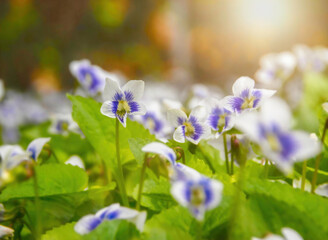 Wild violets close up with white and violet petals, green leaves, soft focus, sun flare in...