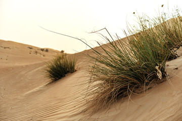 Yellow sand dunes in Dubai desert for a background