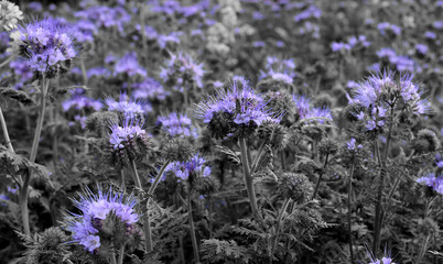 Obraz premium purple flowers on a gray background