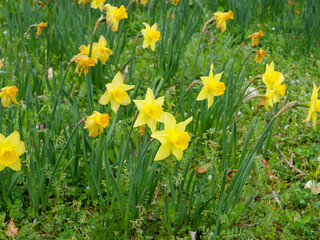 Japan-Narcissus field at Hana Festa Memorial Park in Gifu Prefecture