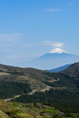 Fototapeta premium 笠雲をさした富士山 (日本 - 静岡 - 達磨山) 