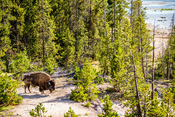 bison grazing on a meadow in yellowstone national park