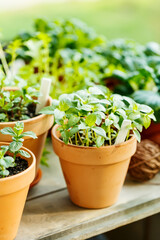 Fragrant basil grown in a clay pot on the balcony.