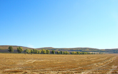 Fototapeta premium field ricks straw and blue sky 