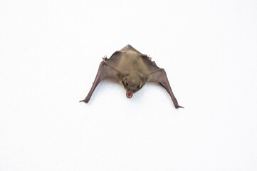 A bat on a white background, it has wings and long ears.