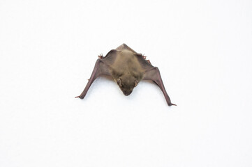 A bat on a white background, it has wings and long ears.