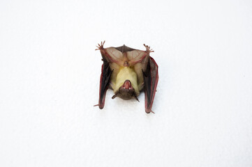 A bat on a white background, it has wings and long ears.