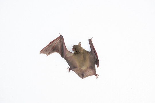 A bat on a white background, it has wings and long ears.