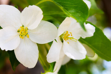 open of beautiful apple blossom flower. Springtime blooming plants. Selective focus and blurred background. Spring nature.