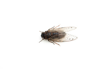 Fototapeta na wymiar Cicadas isolated on white background.