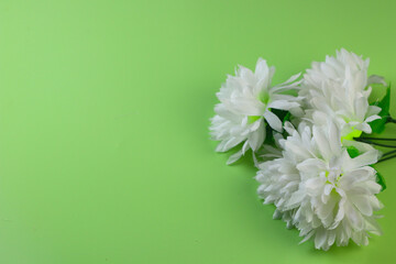 Beautiful composition flowers, White Chrysanthemum flowers on green isolated background. Flat lay, top view, copy space for banner, template and background.
