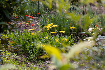 Fototapeta premium 京都ぶらり、ガーベラ