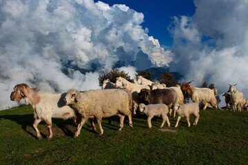 Triund, Mcleodganj, Himachal Pradesh, India