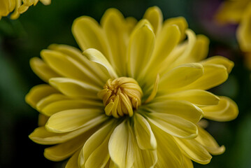 Yellow beautiful garden flower close-up.