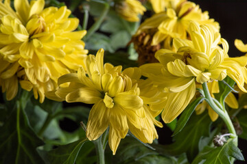 Yellow beautiful garden flower close-up.