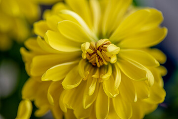 Yellow beautiful garden flower close-up.