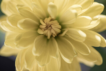 Yellow beautiful garden flower close-up.