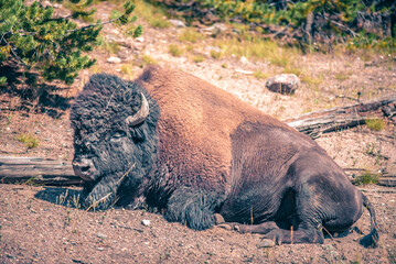 bison at yeallowstone national park in wyoming © digidreamgrafix