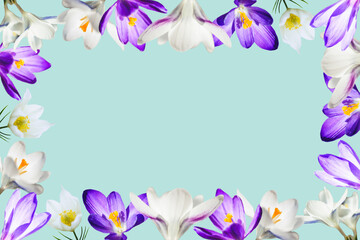 Naklejka na ściany i meble Floral frame of white and purple crocus flowers on a blue background. Copy space.