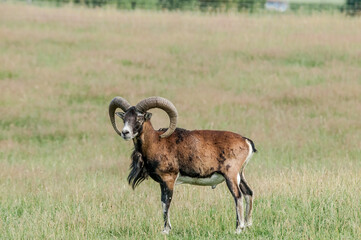Mouflon (Ovis orientalis) in Poland