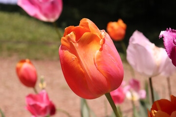 チューリップ 春 オレンジ ピンク 白い 春の花 群生 森 公園 花壇 美しい 綺麗