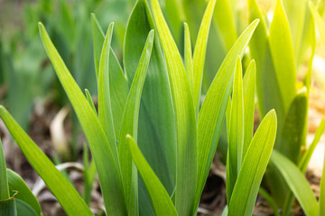 Green grass close up. The sun's rays are shining on the grass.