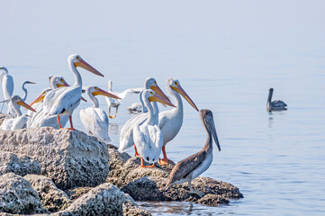 American White (Pelecanus erythrorhynchos) and Brown (Pelecanus occidentalis) Pelicans on Salton Sea, Imperial Valley, California, USA