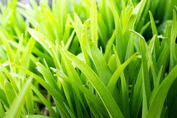 Green grass close up. The sun's rays are shining on the grass.