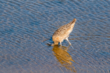 Long-billed Curlew (Numenius americanus) in Bolsa Chica Ecological Reserve, California, USA