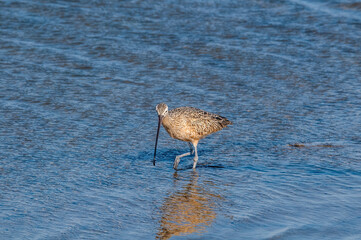 Long-billed Curlew (Numenius americanus) in Bolsa Chica Ecological Reserve, California, USA