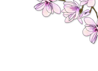 Magnolia, flowering branch, close-up. Material for printing on paper or fabric. Decorative background.