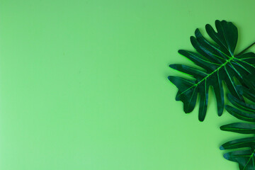 Fototapeta na wymiar Tropical plant Monstera leaf on green isolated background. Top view, flat lay, copy space for text, banner, template, quotes and background. 