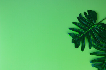 Tropical plant Monstera leaf on green isolated background. Top view, flat lay, copy space for text, banner, template, quotes and background. 