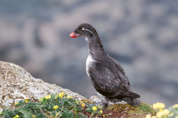 Parakeet Auklet (Aethia psittacula) at St. George Island, Pribilof Islands, Alaska, USA