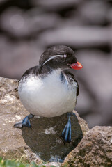 Parakeet Auklet (Aethia psittacula) at St. George Island, Pribilof Islands, Alaska, USA