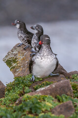 Parakeet (Cyclorrhynchus psittacula) and Least (Aethia pusilla) Auklets at St. George Island, Pribilof Islands, Alaska, USA