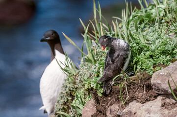 Parakeet Auklets (Aethia psittacula) and Thick-billed Murre (Uria lomvia)at St. George Island, Pribilof Islands, Alaska, USA