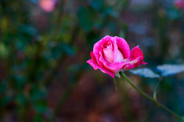 pink rose in garden