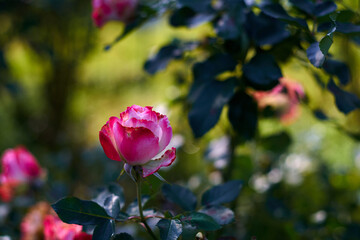 pink roses in garden