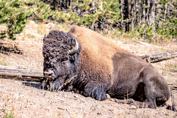 bison at yeallowstone national park in wyoming © digidreamgrafix