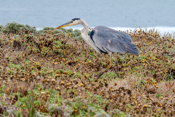 Fototapeta premium Great Blue Heron (Ardea herodias) in Bodega Bay area, California, USA