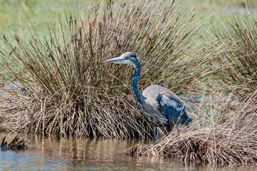 Great Blue Heron (Ardea herodias) in Bolsa Chica Ecological Reserve, California, USA
