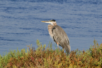 Great Blue Heron (Ardea herodias) in Bolsa Chica Ecological Reserve, California, USA