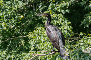 Great Cormorant (Phalacrocorax carbo) on pond