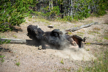 bison at yeallowstone national park in wyoming © digidreamgrafix
