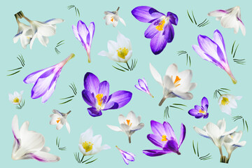 Purple and white crocus flowers on a blue background. Floral spring background. Floral pattern.