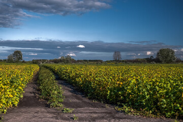 Fototapeta na wymiar Country road through plowed field and beans, lonely tree at horizon