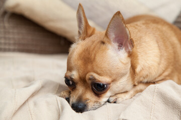 A young brown Chiahua puppy with sad eyes lies on the couch in a state of rest